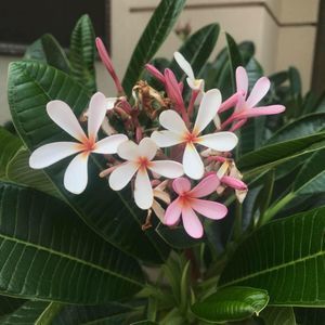 Meet your Posher, Molly